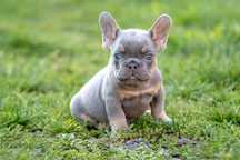 bulldog francez lilac tan băiețel