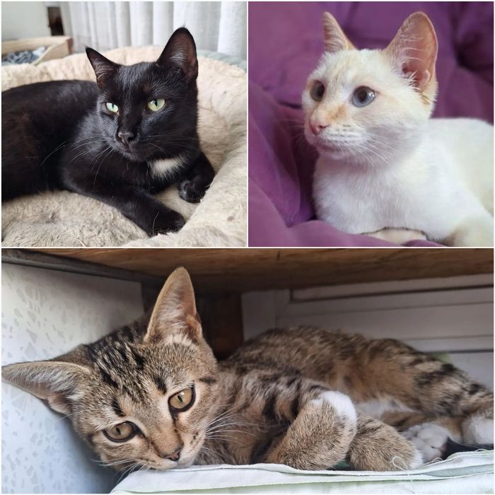 Отдам шикарных котиков