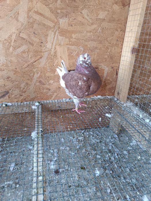 Porumbei king de vânzare