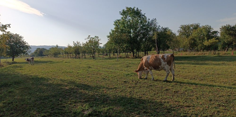 Vaca baltata romaneasca