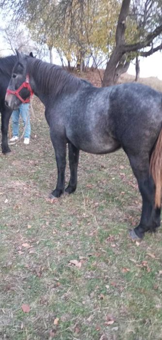 Mânz și cârlana de vânzare