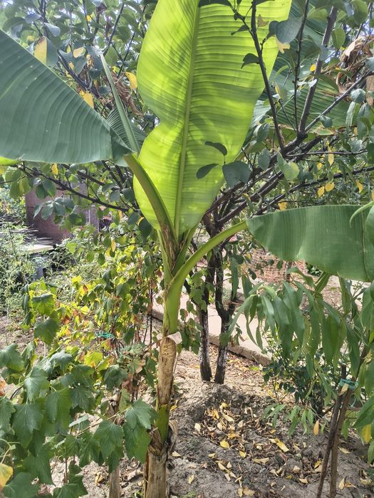 Bananieri aclimatizați.