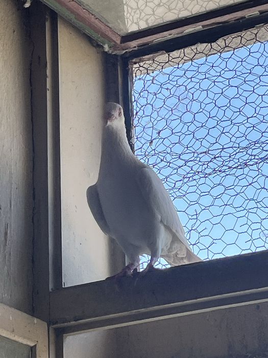 Vand 3 porumbeii voiajori