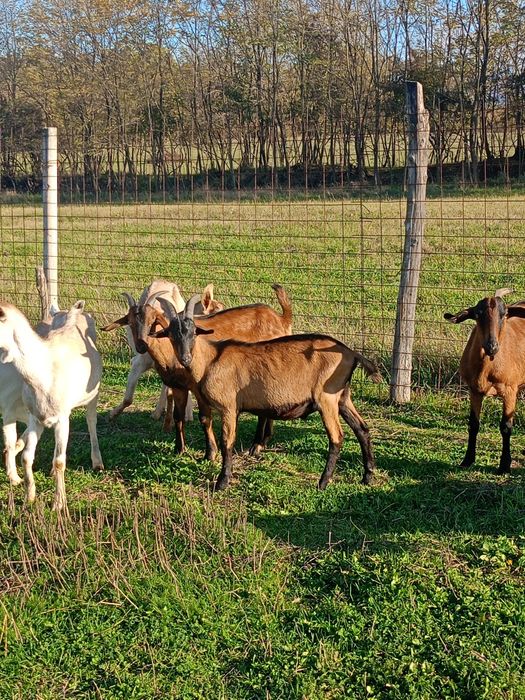 Țapi din primăvară