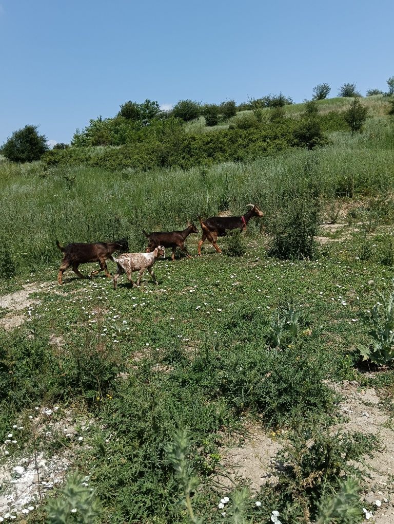 Capra de vânzare