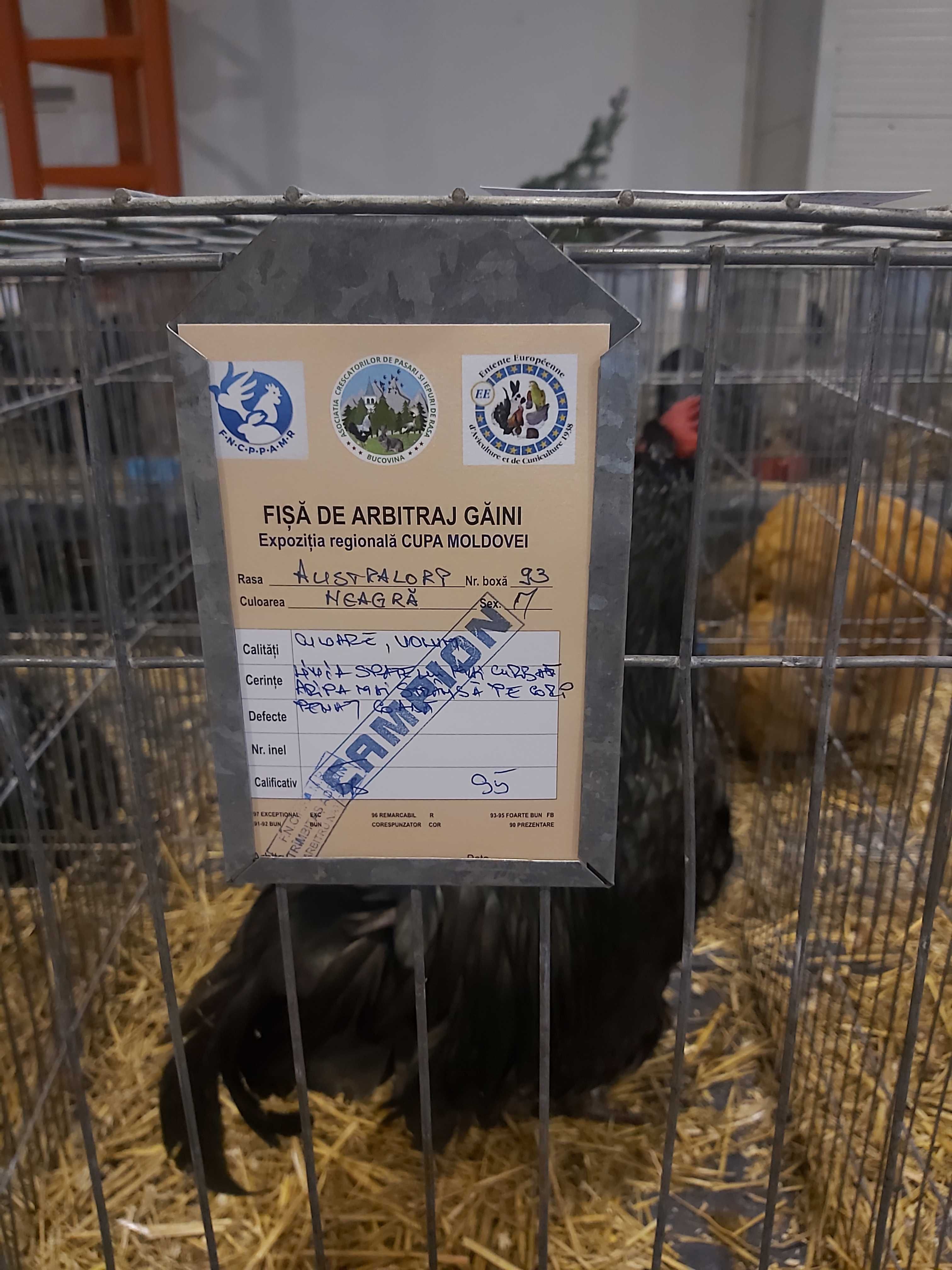 Oua pentru incubat, puisori de AUSTRALORP și cocoși