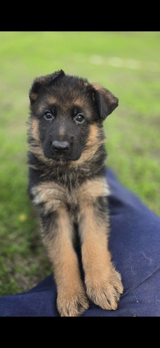 Чистокръвни немски овчарки