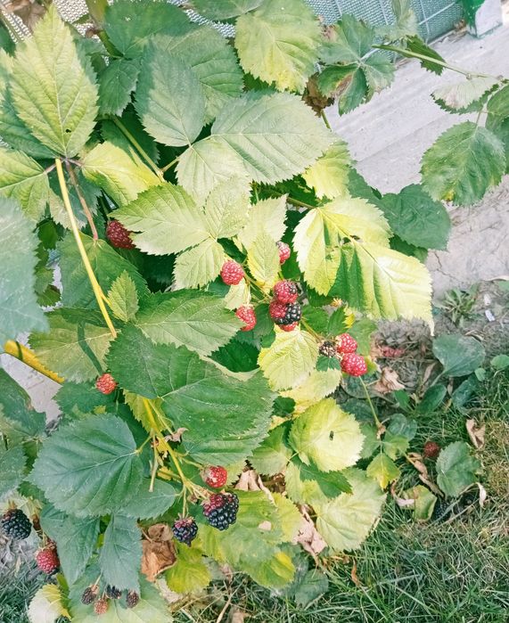 Vând dulceață de mure