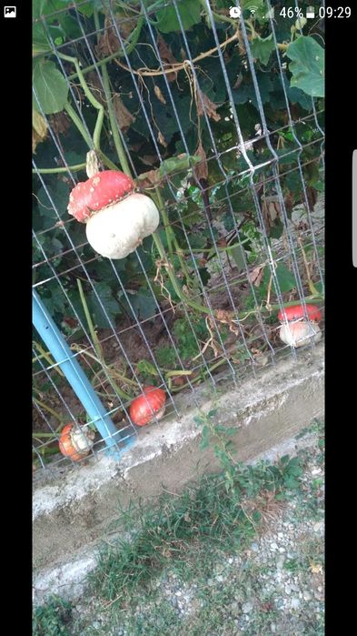 Tartacute dovleci ornamentali