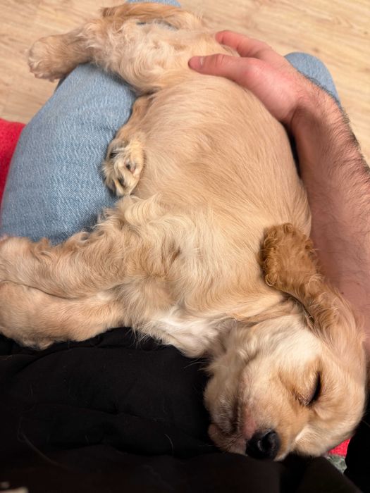 Cocker Spaniel Englez - pui de 2 luni