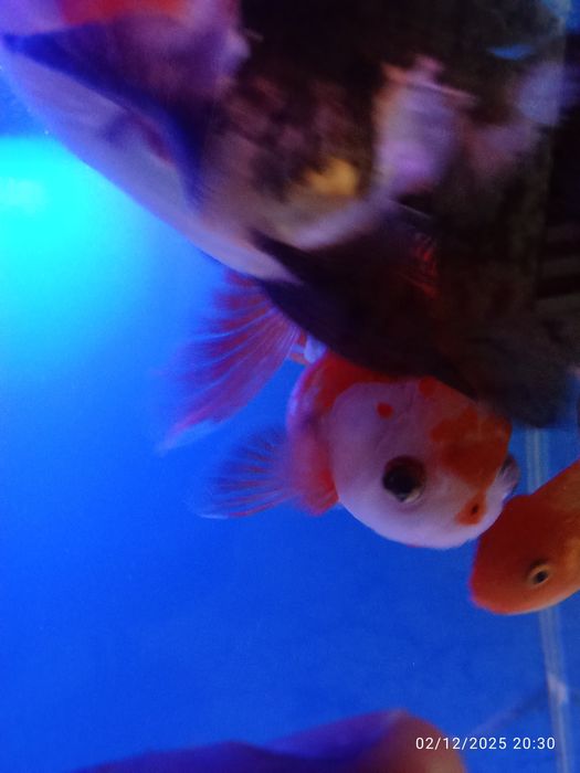 Privaznoy aranda baligi