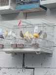 Canari frezati si timbrado