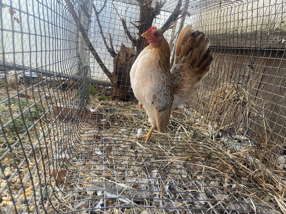 Gaini serama vand sau schimb