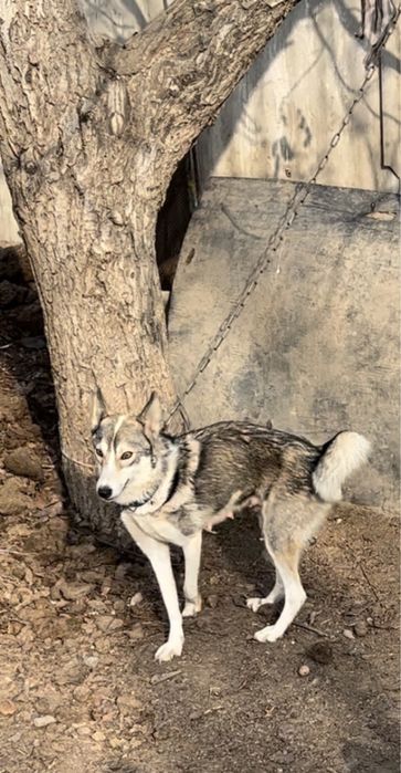 Лаика сатылады урғашы