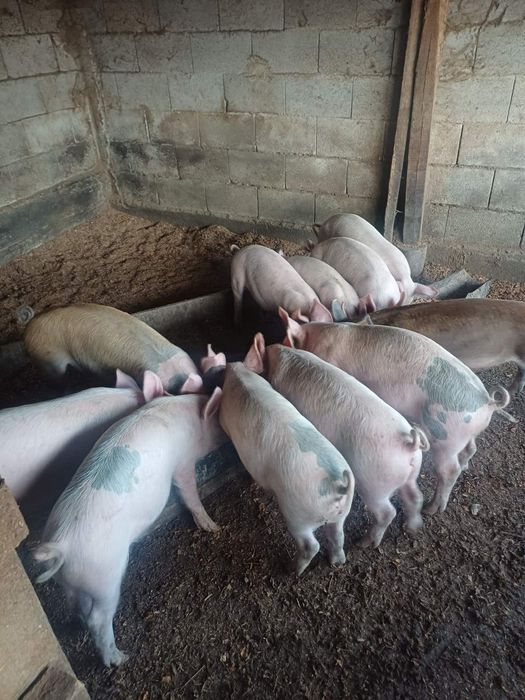 Малки прасенца на 80 дни