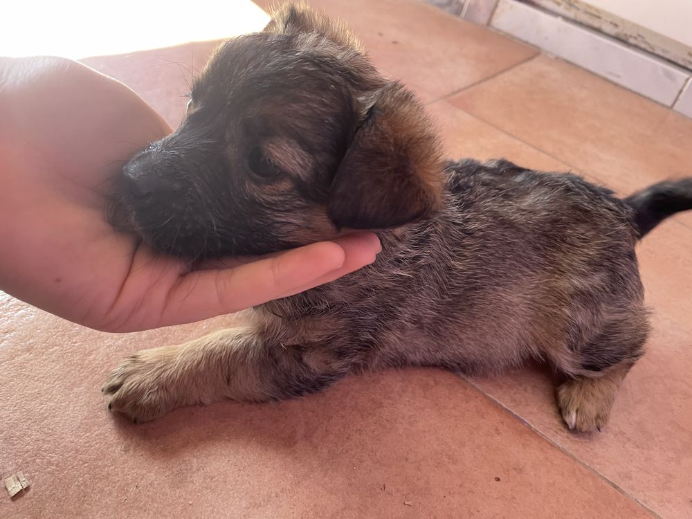 Donez catelus de talie mica