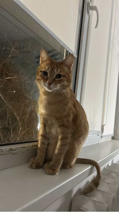 Отдам в хорошие руки