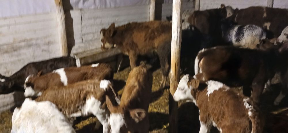 Vând viței baltati belgienii