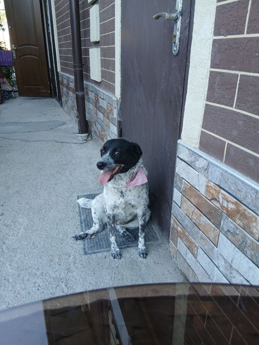 Собака бесплатно