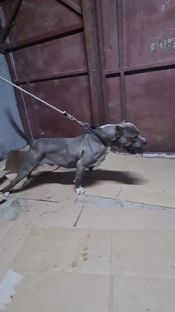 Cățelușă American Bully XL Blue tigrat (brindle blue)