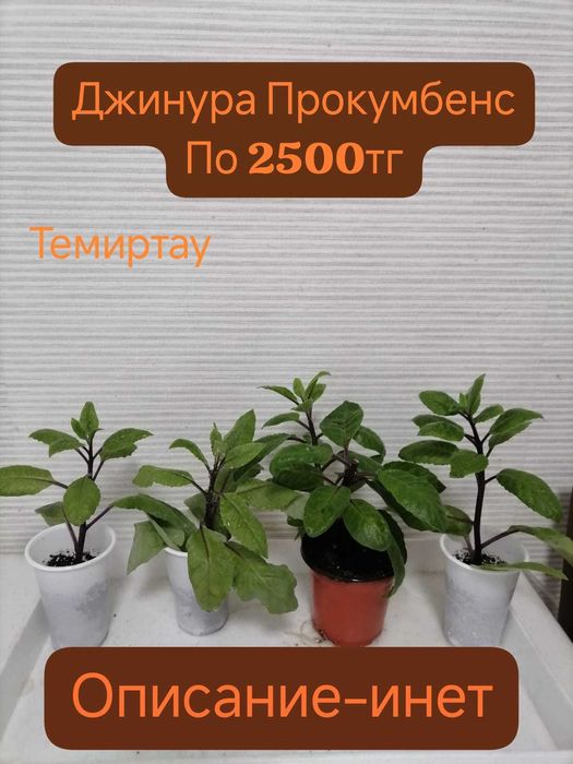 Продам комнатный лечебный цветок  Джинуру