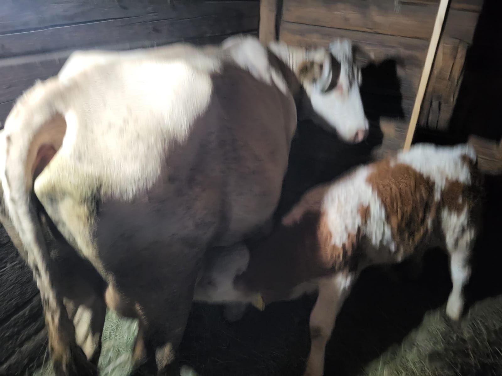 Vând Vaca cu Vitel