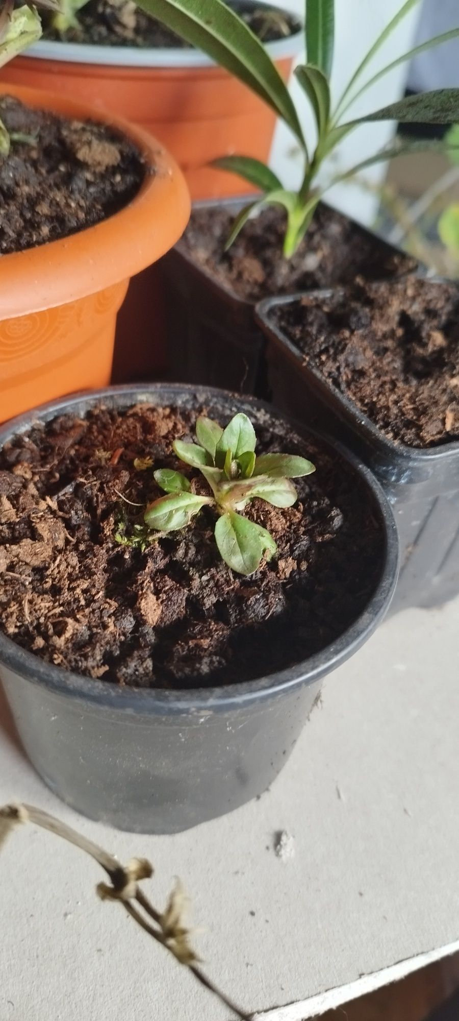 Vând butași de leandru, bulbi gladiole, căpșuni stoloni