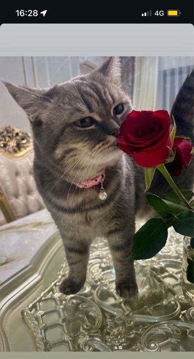 Мысық сатылады. Порода британски