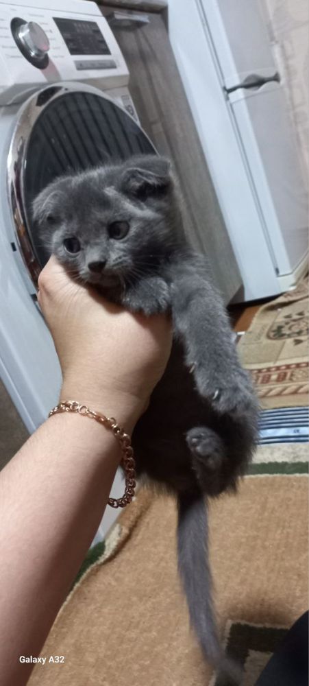 Продаются котята