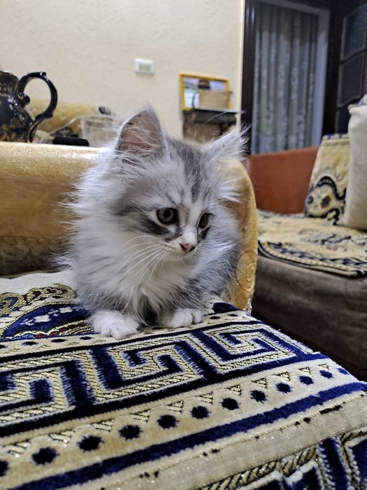 котята в Ургенче