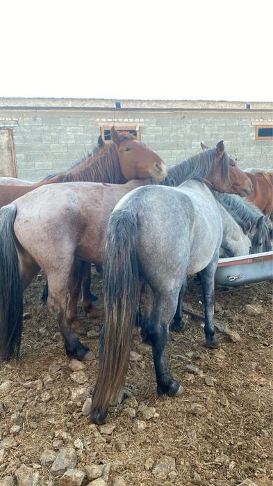 Бие айғыр байтал тай лощадь жылқы