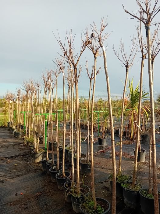 Vând catalpa globulară