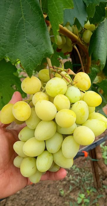 Vita de Vie soiuri noi