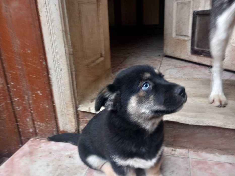 Donez catei dragalasi