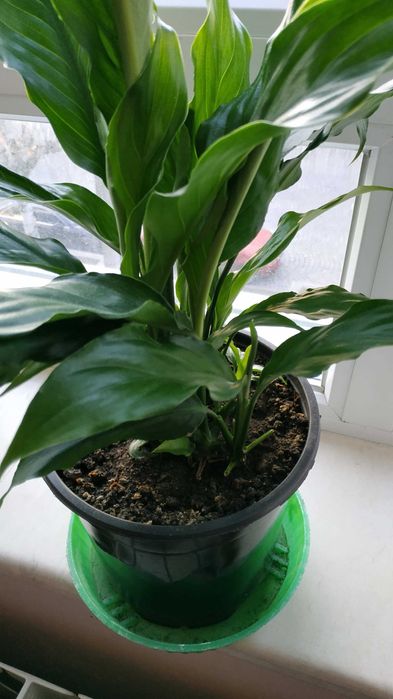 Продавам цветя Спатифилум - подготвени за есенно-зимен цъфтеж