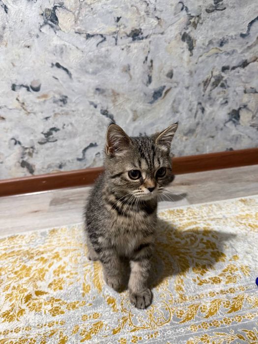 Отдам кота в хорошие руки