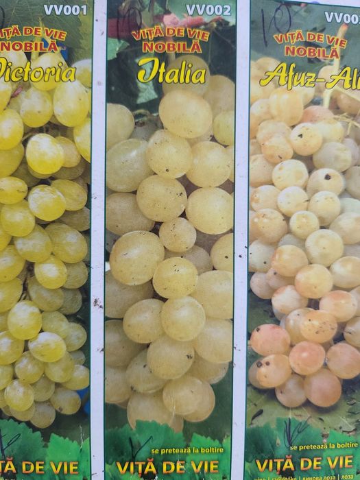 Vita de vie nobila [altoita soiuri albe de masa