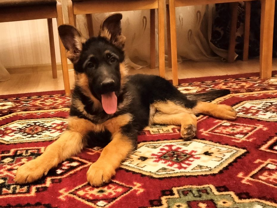 щенки немецкой овчарки с  родословнойй