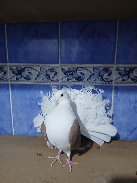 Продам самец павлин