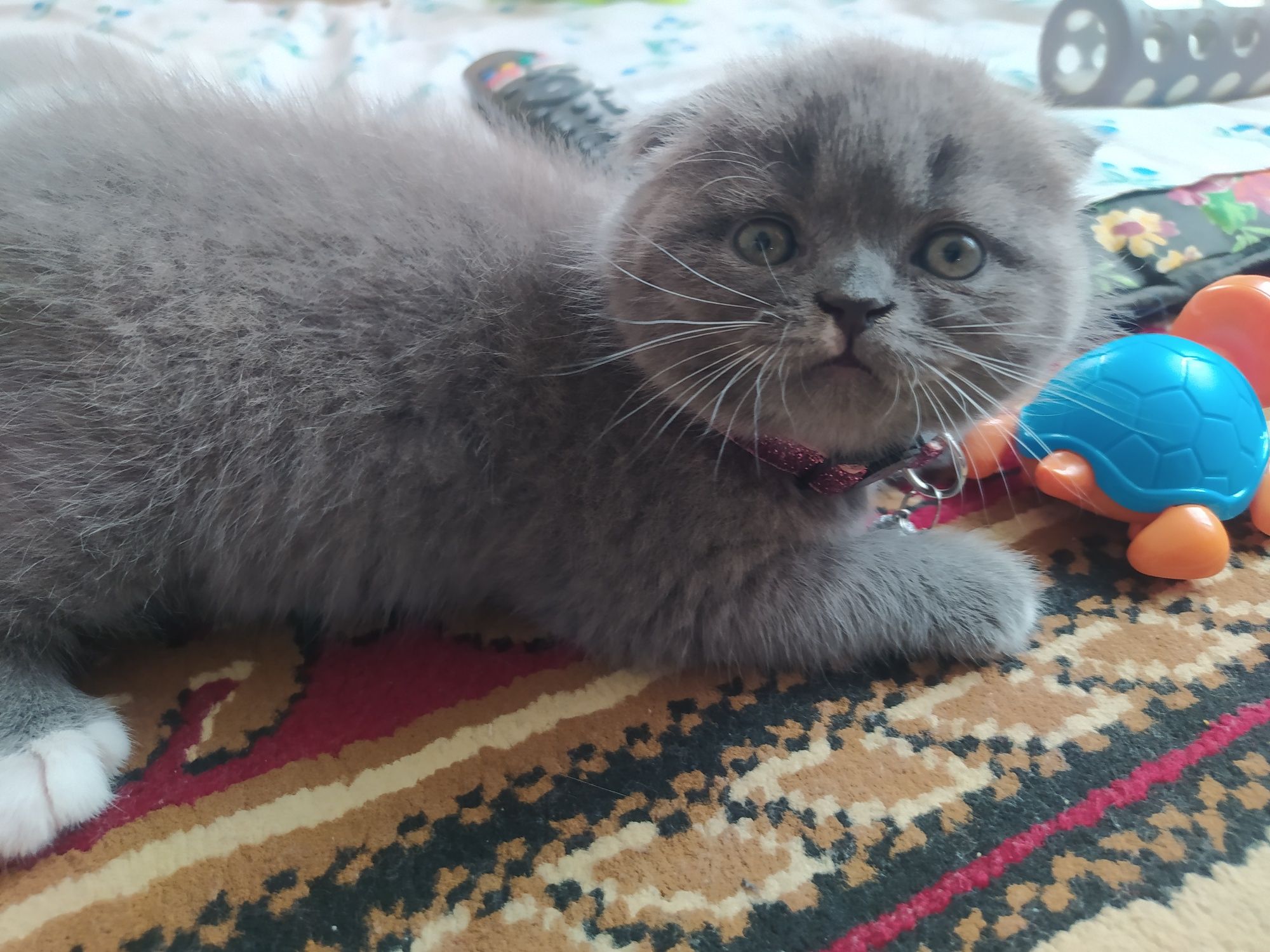 Правильная вязка Скотиш фолд.