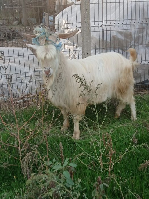 Se vinde  tap de anu trecut