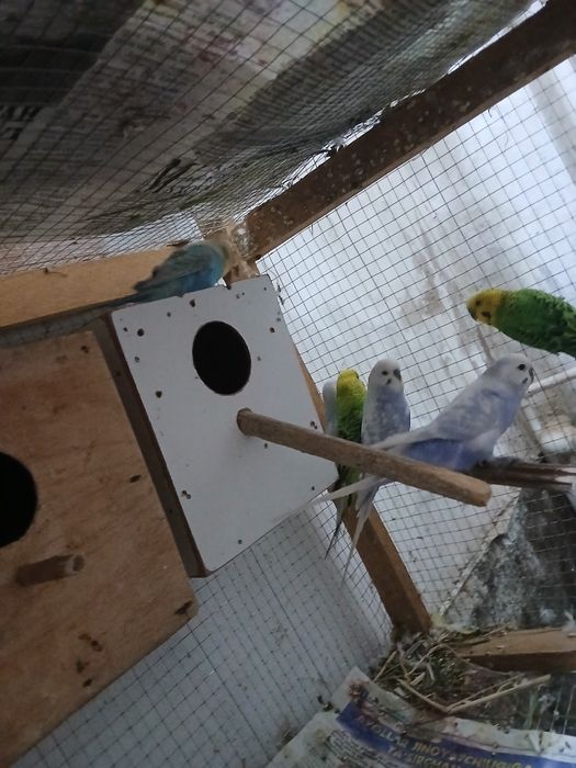 Popugaylar sotiladi tayyor ishlagan paralar parasi 250 mingdan