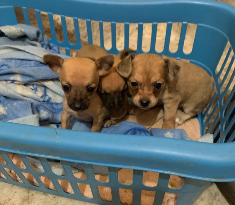 Пясъчни Мини Пинчери