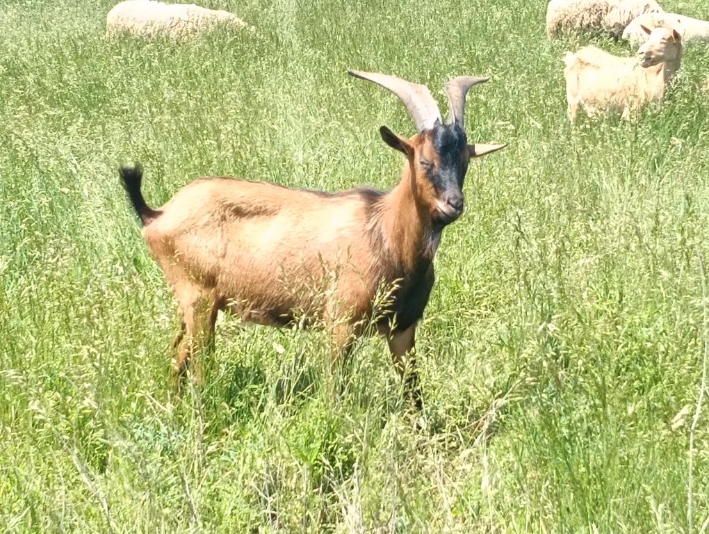 Vand sau schimb cu tap din aceiasi rasa,tap alpin francez