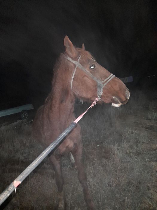 Айғыр жылқыыыыыыы