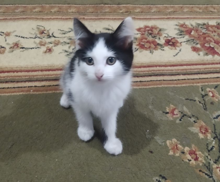 Отдам котят в добрые руки