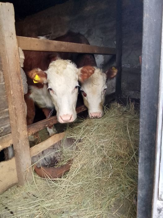 Продам двух тëлок!