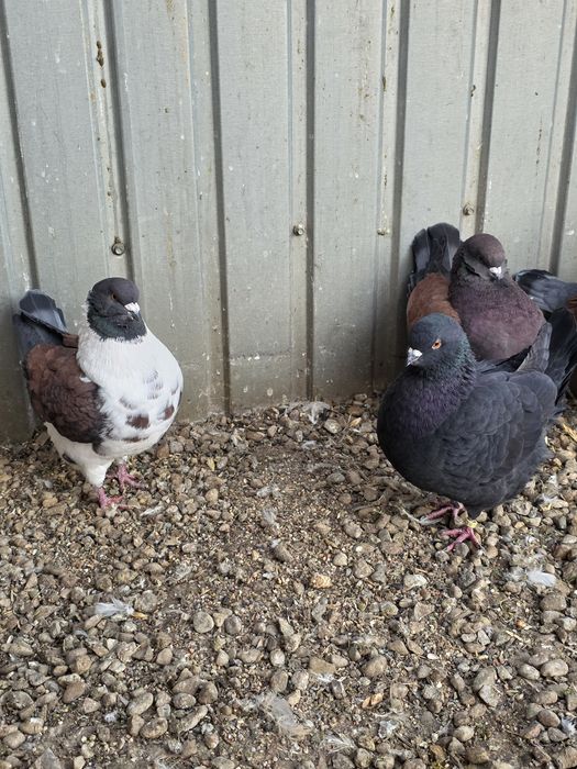 Porumbei modena 3 masculi + 1 femela