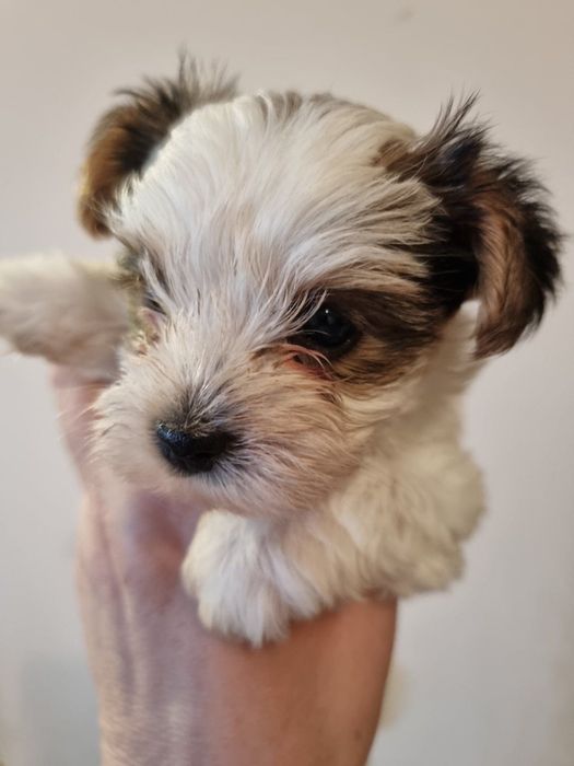 Мини йоркширски териер