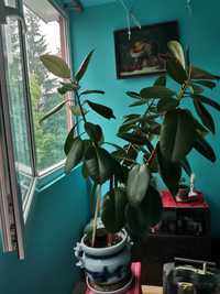 Ficus robusta Planta interior/exterior